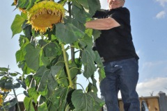 Zonnebloemwedstrijd - augustus 2018