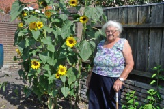 Zonnebloemwedstrijd - augustus 2018