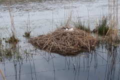 Excursie Nieuwe Kooi Rijskampen 2019 Excursie Nieuwe Kooi Rijskampen 2019