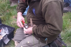 Excursie Nieuwe Kooi Rijskampen 2019 - het ringen Excursie Nieuwe Kooi Rijskampen 2019 - het ringen