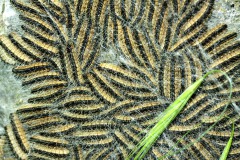 Excursie Hooibroeken 2011 Eikenprocessierups