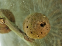 Excursie Hooibroeken 2011 Knikkergal