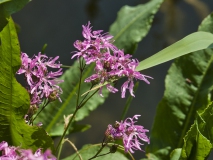 Excursie Hooibroeken 2011 Koekoeksbloem