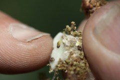 Excursie Hooibroeken 2011