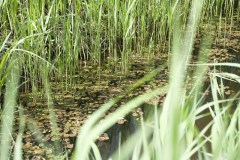 Excursie Hooibroeken 2011