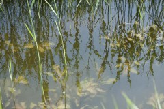 Excursie Hooibroeken 2011