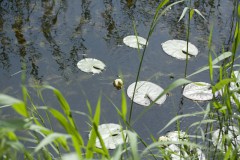 Excursie Hooibroeken 2011