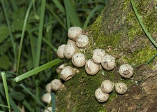 Excursie Hooibroeken 2011 Stuifzwammetjes Excursie Hooibroeken 2011 Stuifzwammetjes