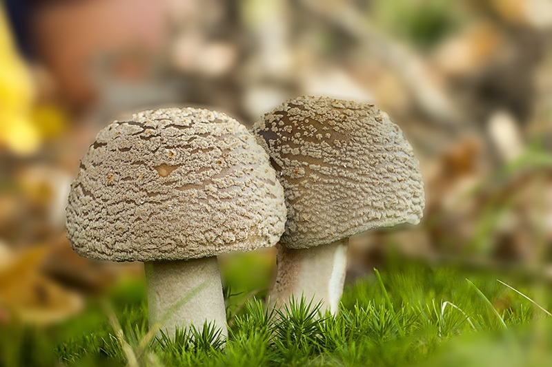 Grappig stel