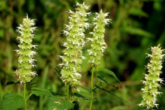 Nieuwkuijkse Bosje en Wiel