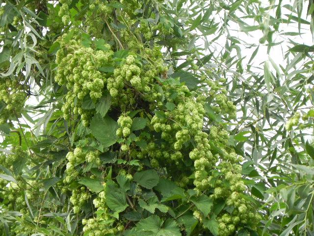 Verwilderde hop