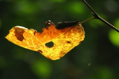 Herfst in het Nieuwkuijkse Bosje