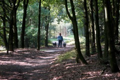 Wandelen in 't Nieuwkuijkse Bosje
