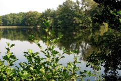 Natuurbad De Nieuwe Wiel