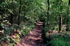 Pad door 't Nieuwkuijkse Bosje