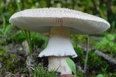 Parelamaniet (vermoedelijk)