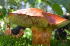 Gewoon eekhoorntjesbrood