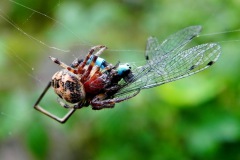 Spin verorbert juffer