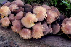 Bundelzwam, waarschijnlijk Nameko