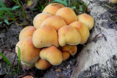 Bundelzwam, waarschijnlijk Nameko