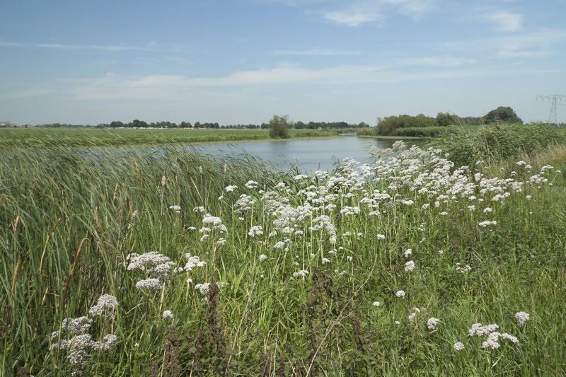 De begroeide oevers van het Oude Maasje