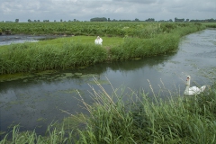 Zwanen in het Oude Maasje bij Hedikhuizen