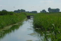 Oude Maasje ten oosten van Herpt