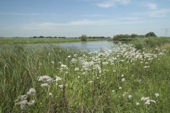 De begroeide oevers van het Oude Maasje