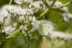 Klein koolwitje Klein koolwitje
