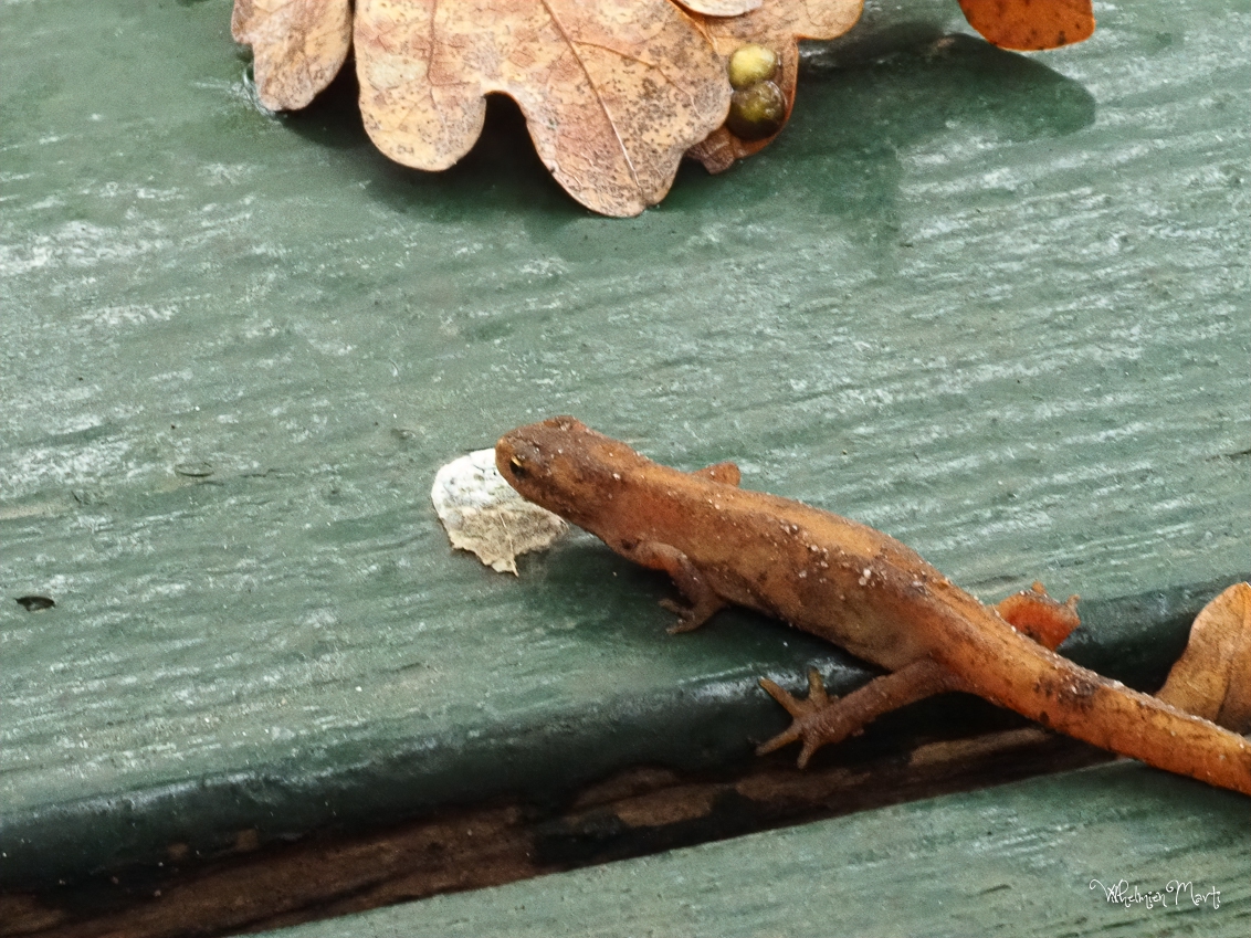 Kleine watersalamander