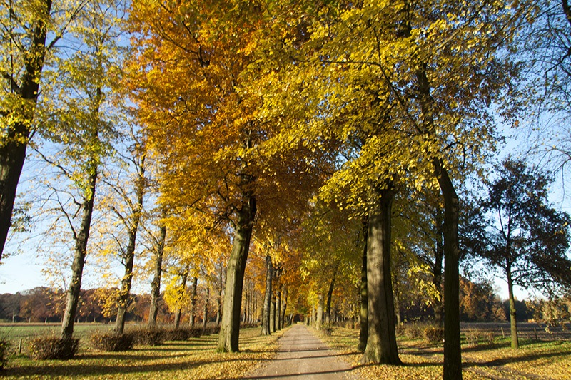 Kasteellaan Nieuwkuijk in herfsttooi