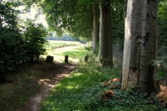 Beukenlaan in de Poort van Heusden