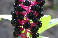 Westerse karmozijnbes