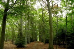 De oude oprijlaan aan de achterzijde van 't landgoed