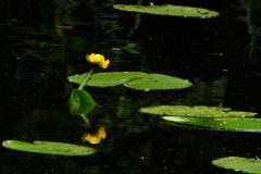 Gele plomp in de slotgracht