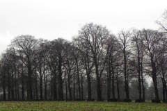 De Kasteellaan van opzij gezien