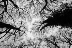 Winterse kale kruinen