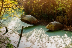 Duikers in poel noord