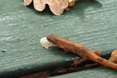 Kleine watersalamander