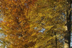 Kasteellaan Nieuwkuijk Kasteellaan Nieuwkuijk