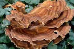 Reuzenzwam Reuzenzwam