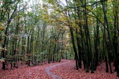 Een van de vele door Amerikaanse eiken omzoomde wandelpaden