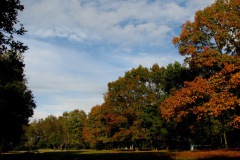 Herfstkleuren van de Amerikaanse eiken aan de vijver