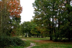 Aan de vijver grenzend gebied met Amerikaanse eiken