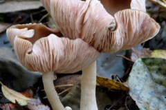 Kaneelkleurige melkzwam