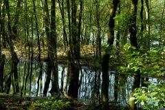 Dichtbegroeid hoekje bij de vijver