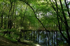 Dichtbegroeid hoekje bij de vijver