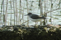 Oeverloper Oeverloper