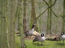 Canadese ganzen en Canadese X grauwe gans