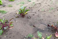 Duizendpoot Vlijmen - groentenbed Duizendpoot Vlijmen - groentenbed